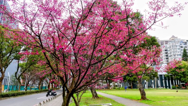 《蘭陵王・林口櫻花》2715971