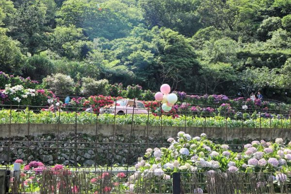 陽明山  頂湖環狀步道  ，竹子湖芋見小路 歐洲庭園 浪漫繡球花步道2174231
