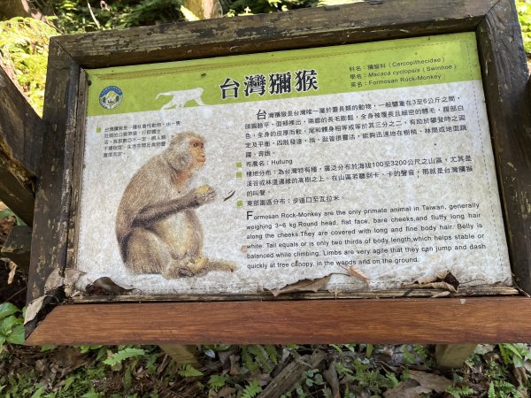 [玉山尋寶任務-03/12] 2025_0810 瓦拉米步道2857559