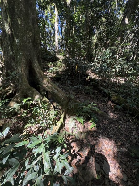 20251116鳴海山、網子山登山步道2938357