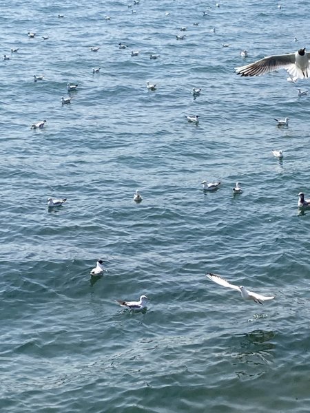 中國山東淄博知味齋大飯店、青島棧橋、青島啤酒博物館2777338