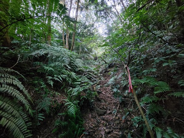 20240107而完窩山蓮包山O型2424327