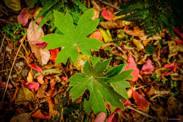[冬訪大霸聖山岳參行]-大鹿林道東線榆金楓紅與九九山莊精選輯2974719