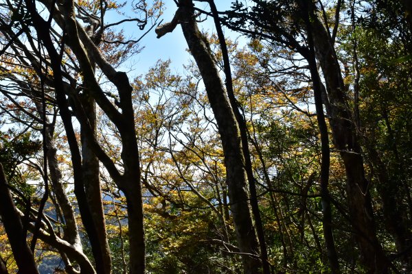 北得拉曼山毛櫸--尋找秋天的顏色723536