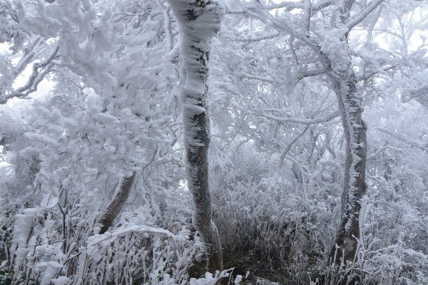  2021 D0101 純色北插1225505