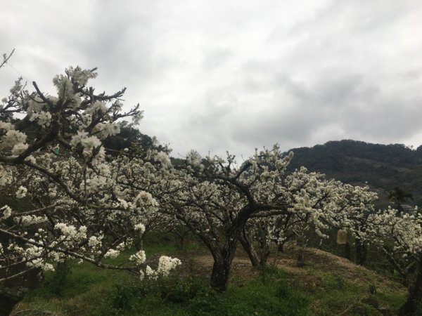鳥嘴山（上島2708537