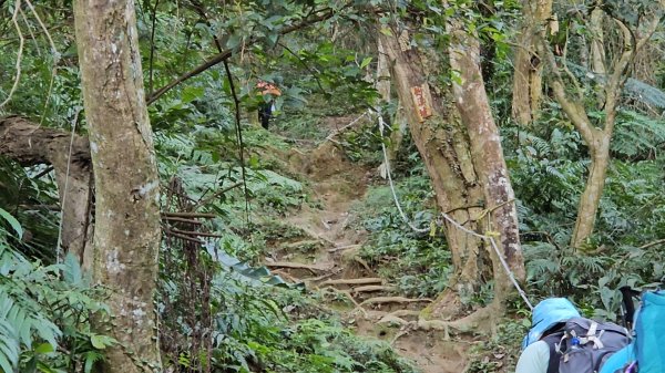 20251216太平山石門山小粗坑山O型+蕃薯藤TINA廚房2972555