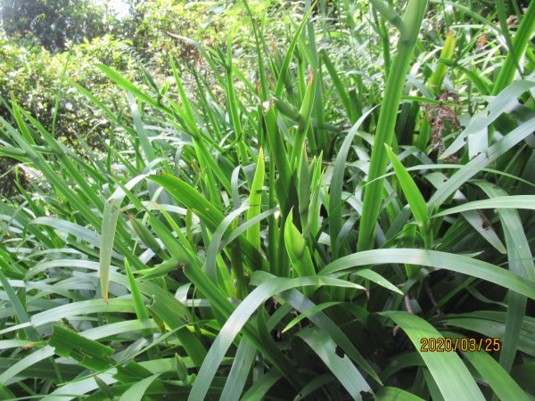 烘爐地南勢角山908505