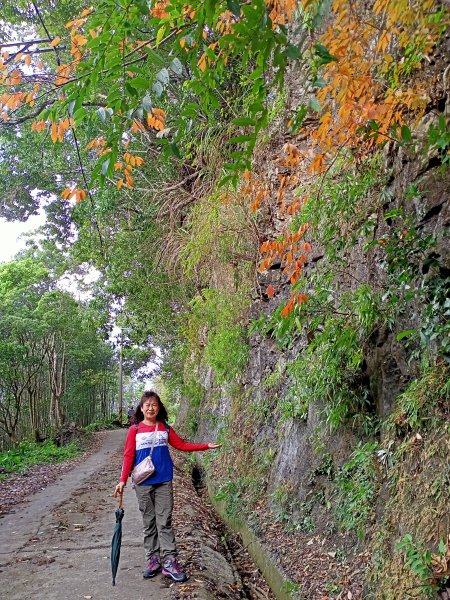 雲霧、晚霞、彩虹三箭齊發的羅山林道北線、油羅山 H1764m (巧遇野孩子小樂)1532756