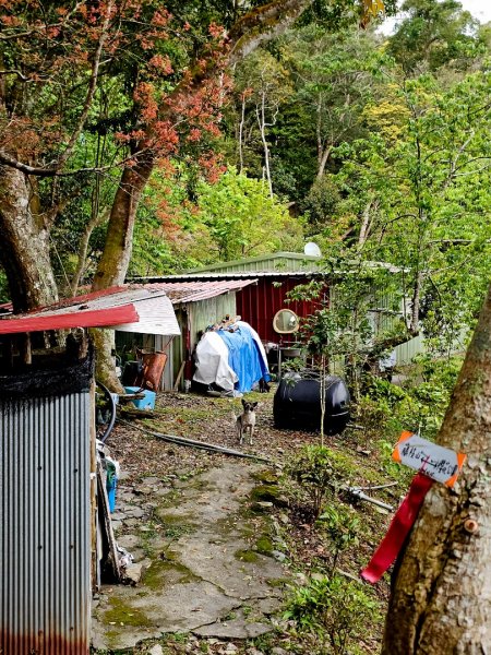 藤枝山-小百岳#68-高雄市桃源區2750325