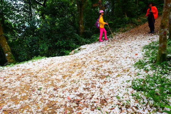 古道飄白雪..大溪大艽芎古道325243