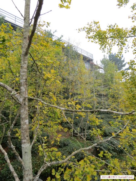 《南投》竹林銀杏｜鹿谷長源圳古道、大崙山銀杏森林、武岫201709212890495