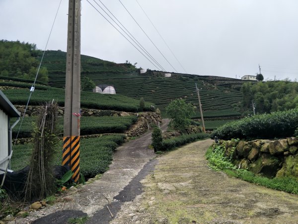 嘉義百大步道：桃荀古道與大尖山1414750