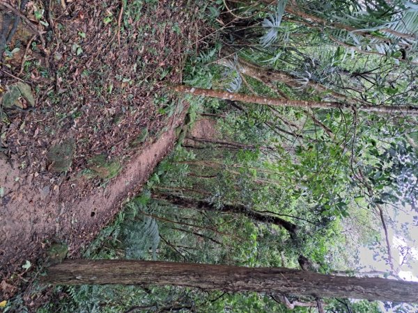 新北五寮尖登山步道3103287
