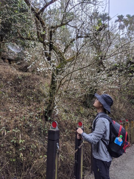 【台南梅嶺】梅峰、獵鷹尖、一線天795682