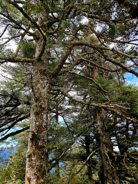 小奇萊步道-(南投)臺灣百大必訪步道2795660