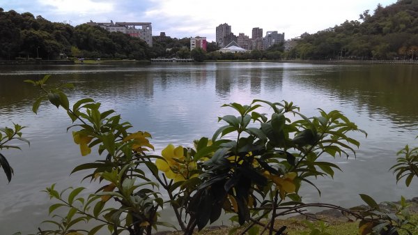 內湖碧湖公園環湖步道的湖光山色、波光粼粼987794