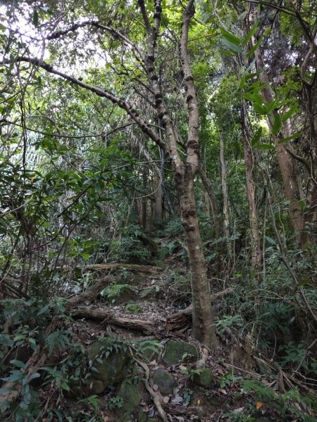 2024.11.29 騎龍山+騎龍古道2990400