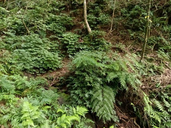 平溪區石古井古道(新路徑)+青林山+盤山坑古道O型2893275