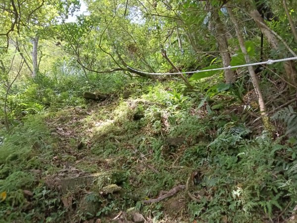 坪林區大舌湖漁光國小通學古道(保甲路古道)去回+大舌湖2844941