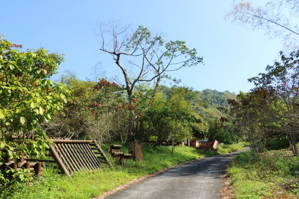 藍天綠意練腳力。 坑內坑森林步道781857