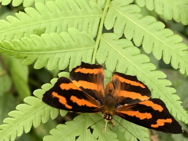 20251004高雄尾寮山-西北峰2907857