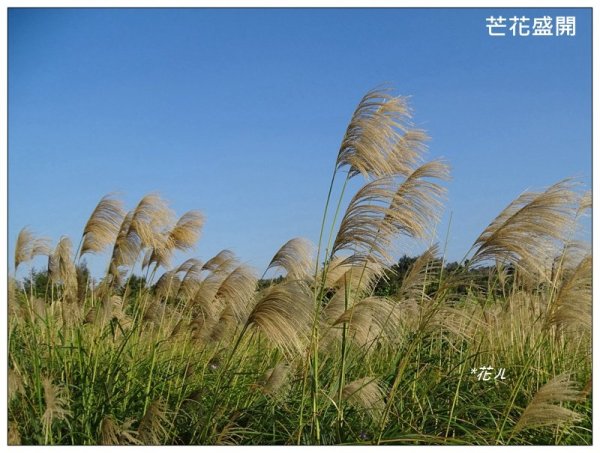 三媽縱走 ( 半天寮山、好望角、白沙屯山 連走 )2973292