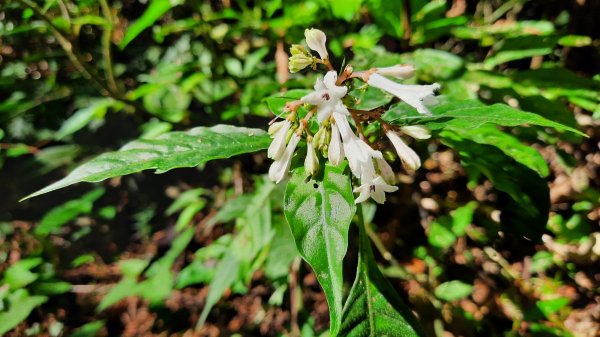 《南投》竹林台灣杉｜溪頭山竹崙山志騰山O繞202302182035921