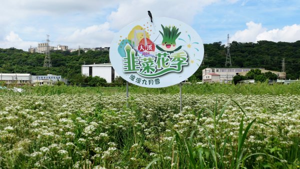 中庄調整池,中庄吊橋,大溪老街2603246