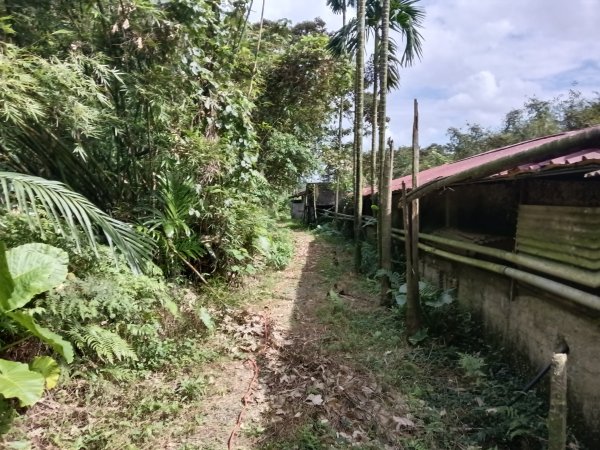 雙溪區冬陽下閃閃菅芒花2949417