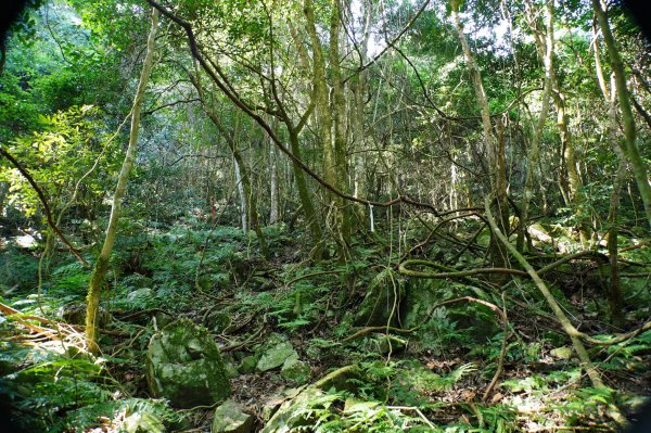 新竹 五峰 鳥嘴山、大窩山2956878