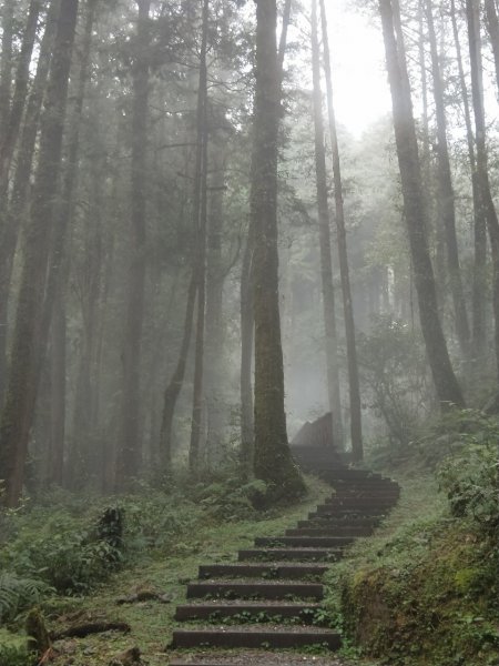 大塔山 & 阿里山國家森林遊樂區550074