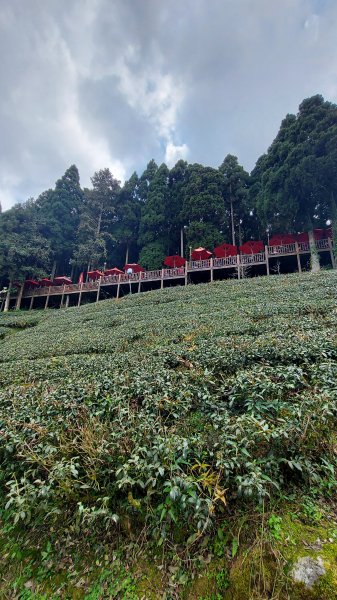 111/03/13新竹五峰天際線：鵝公髻山(第一登山口上、山上人家下)1649601