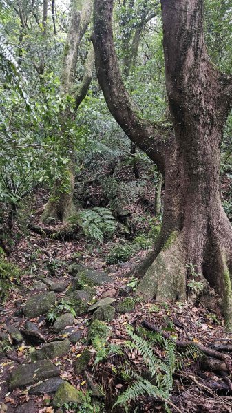 20251127菁苗步道-紅樓秘境-環七星步道O型2947306