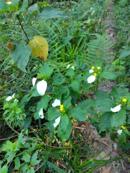 朝聖橋-射鹿部落-高燕部落-旗鹽山-排雲瀑布-沙拉灣瀑布2771039