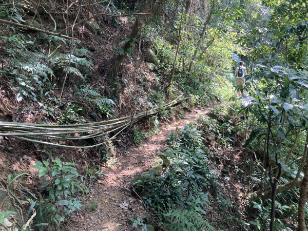 渡南古道+飛鳳古道2564100