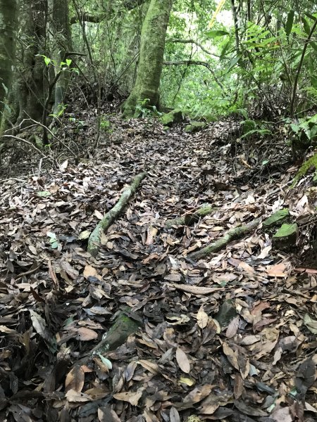 109年6月26日特富野古道1027210