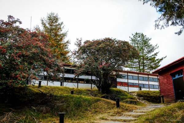 [冬訪大霸聖山岳參行]-大鹿林道東線榆金楓紅與九九山莊精選輯2974678