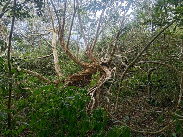 盆貿里山三盆連走2749592