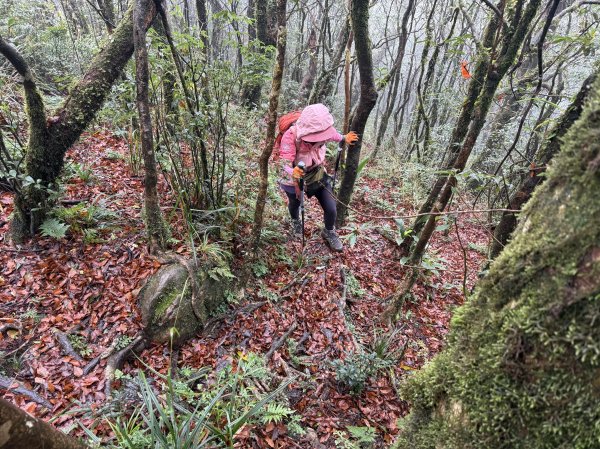 山毛櫸掉光光的 卡保逐鹿O繞 202511152937462