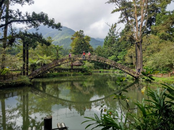 漫步溪頭森林遊樂園步道。享受森林浴&芬多精洗禮1494965