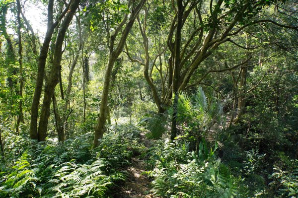 新竹 關西 蓬萊仙島山、石牛山、油井窩山、福大山2982398