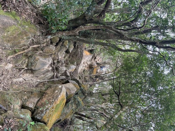 25/01/31三峽五寮尖2703471