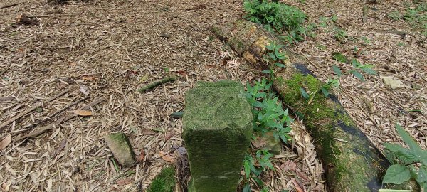 2025/07/06_金牌縱走(觀音洞出發小O型)2829103