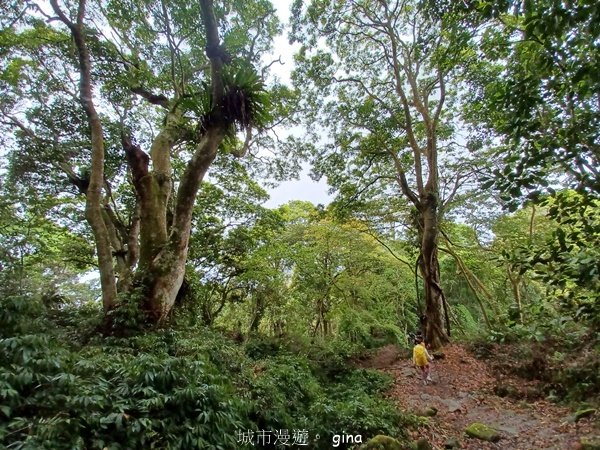 【苗栗大湖】山頂展望佳等到雲海。 馬那邦山登山步道2806821