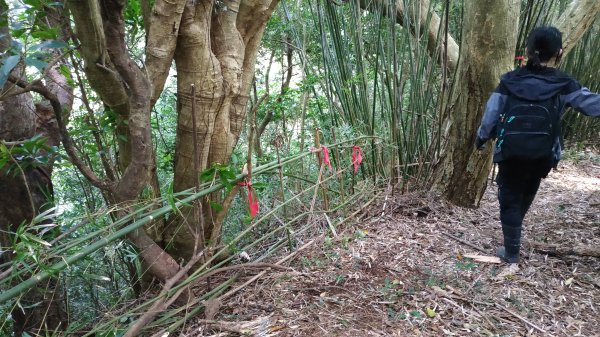 【新北市/淡水區/小坪頂/向天山南峰新徑】向天山南峰.年末回修.全段擴徑完成2391165