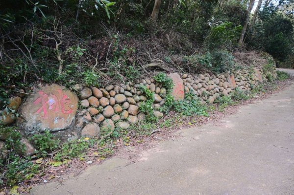 20241208三銅縱走(三義山-三通嶺-長道坑山-九華山)2664868