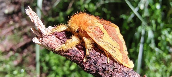 2025/06/15_盡尾山步道2812725