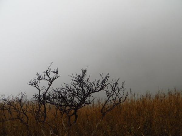 雲霧中遊走七星山之美33434