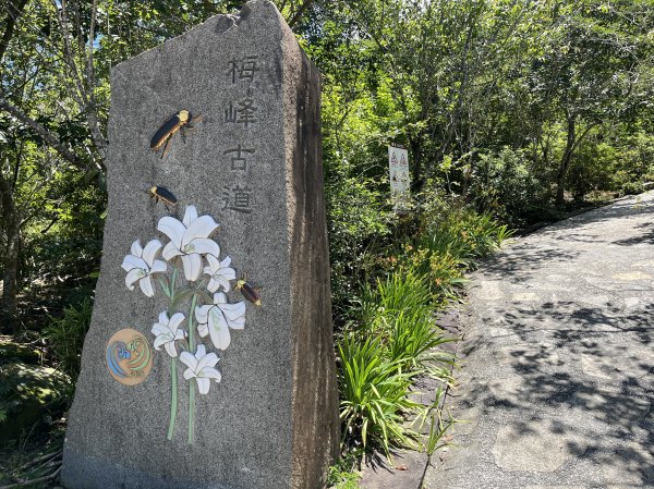 [山頂鳥40周年會員大縱走-05/15] 2024_0706 梅峰古道2546048